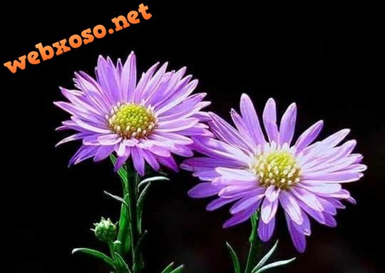 Screenshot_20210731-114009.jpg