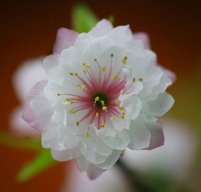 nhat_chi_mai