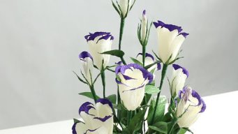 Hoa_Tuong_Lan