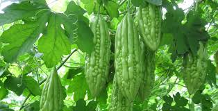 muopdang