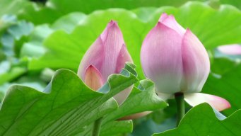 Tinh_Tam