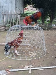 Bietphailamsao