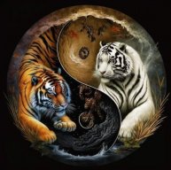 TIGER88