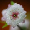 nhat_chi_mai