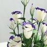 Hoa_Tuong_Lan