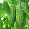 muopdang