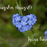 Luuly_trang