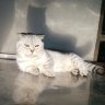 Hipchan