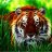tigersteel