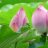 Tinh_Tam